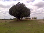 Free State, BLOEMFONTEIN district, Sannaspos, Sannaspos 2850, Pretorius family cemetery