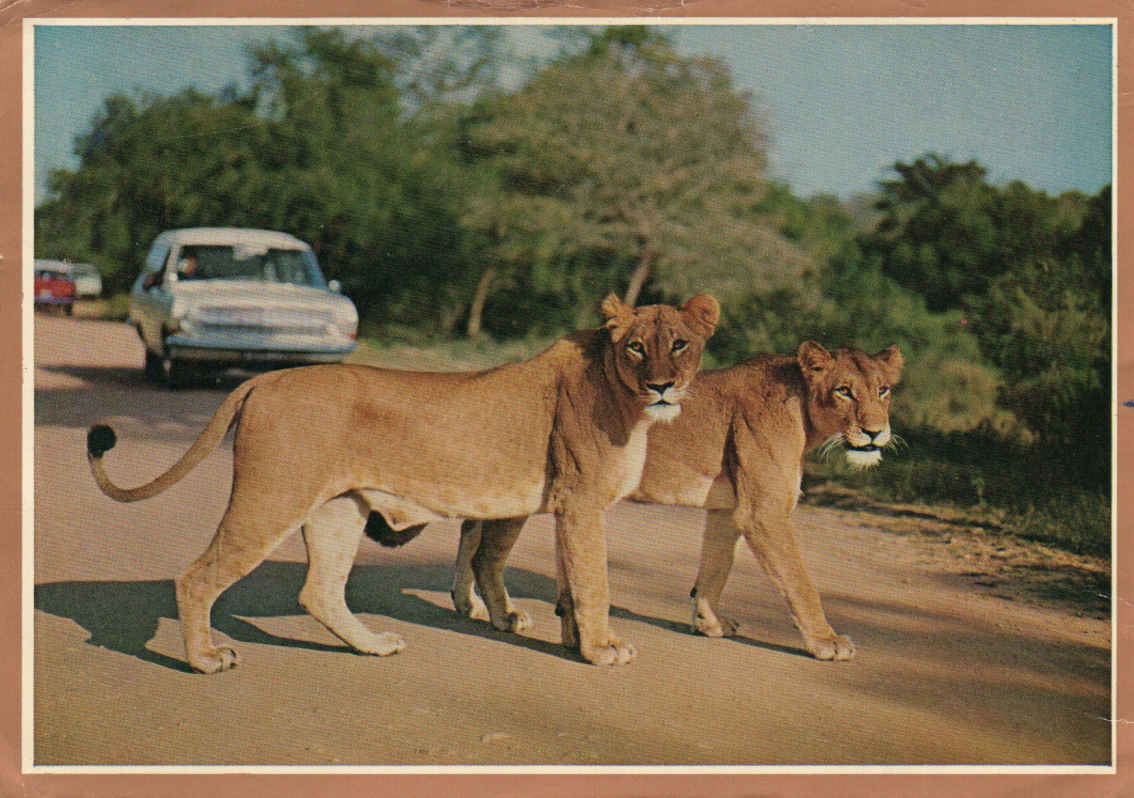 Lionesses, Kruger National Park - 1967