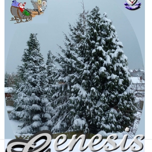 genesis 2011 05.pdf