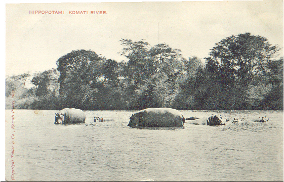 Hippos Komati