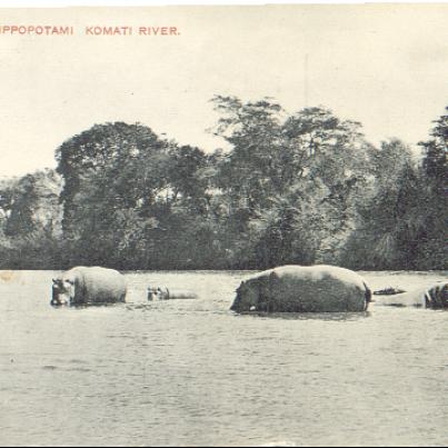Hippos Komati