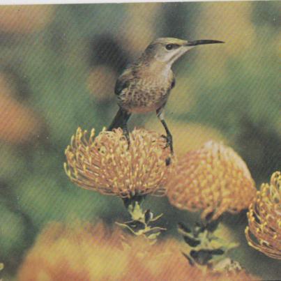 Sugarbird sitting on pincushion (Leucospernum)