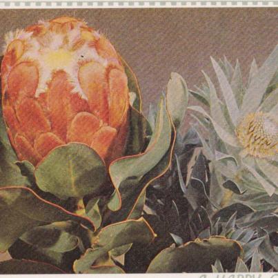 Protea Greetings card