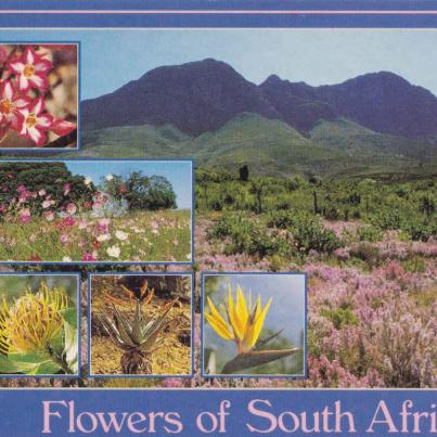 Flowers of South Africa