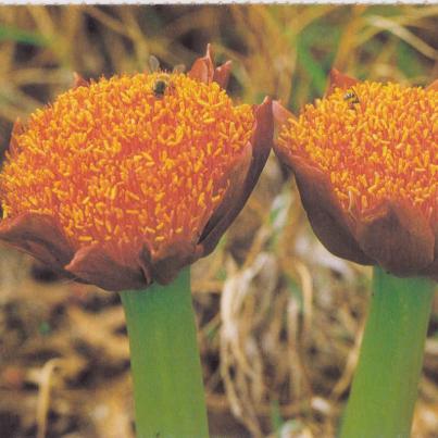 Bloedlelie Scadoxus Puniceus