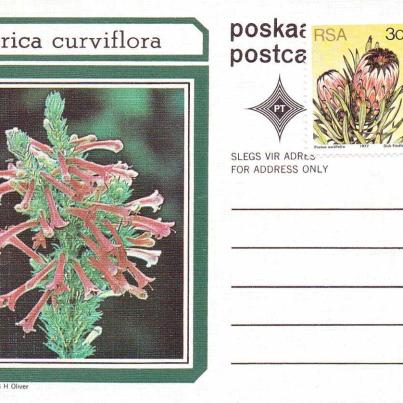 Erica curviflora