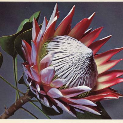 Giant Protea