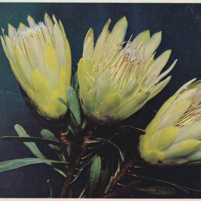 Protea Repens - Suikerbos