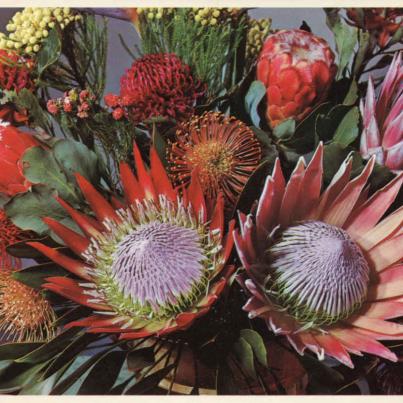Proteas