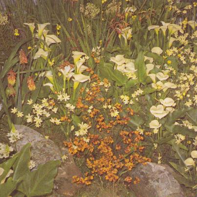 Red hot pokers, Arum lilies, Ixia imaculata and Sparaxis
