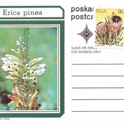 Erica pinea
