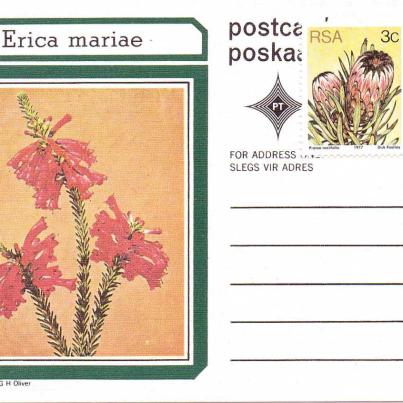Erica mariae