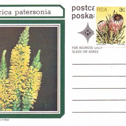 Erica patersonia