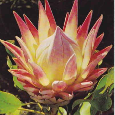 Protea Cynaroydes