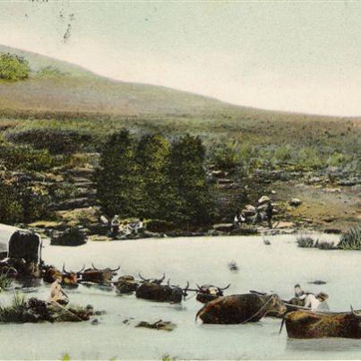 Pretoria Ox Wagon through Crocodile River Drift