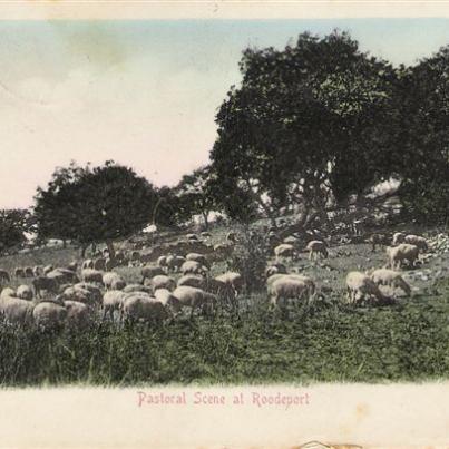 Roodepoort Pastoral Scene