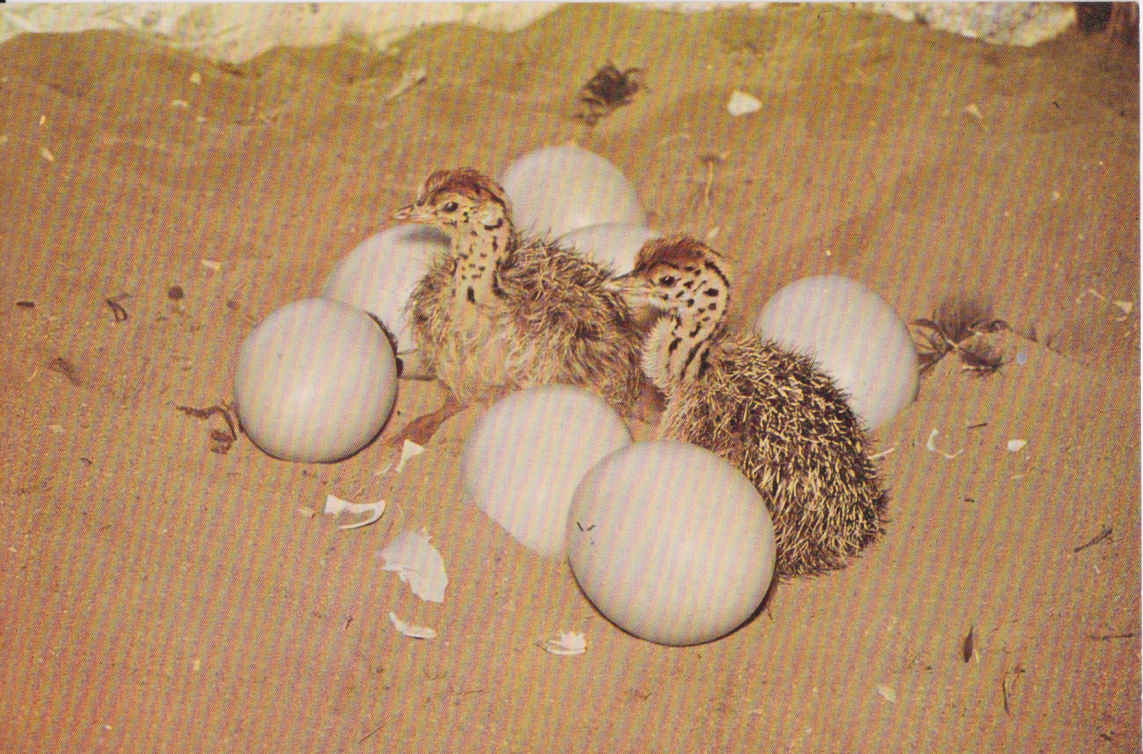Newly hatched Ostrich chickens