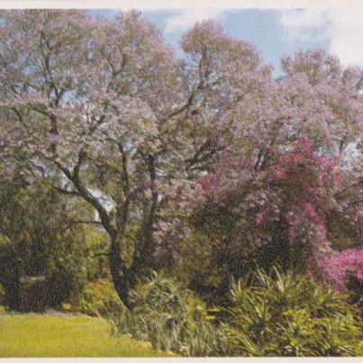 Greetings Card, Jacaranda