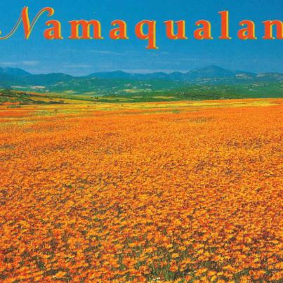 Namaqualand blomme