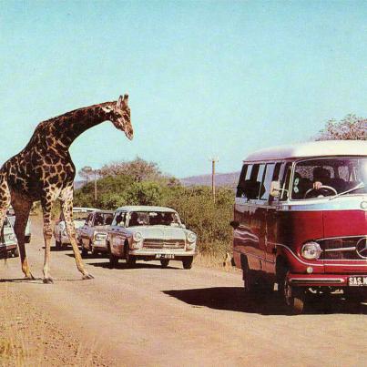 SAS - Giraffe, Hluhluwe Game Reserve