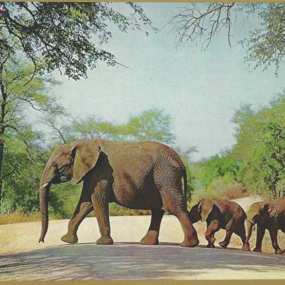 Kruger Wildtuin_Olifante