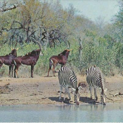 Nasionale Krugerwildtuin, (S.A.S. Diamantjubileum 1910-1970)-po