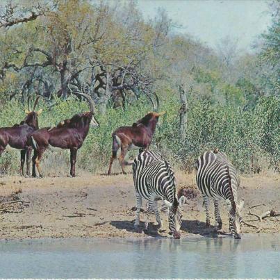 Nasionale Krugerwildtuin, (S.A.S. Diamantjubileum 1910-1970)-po