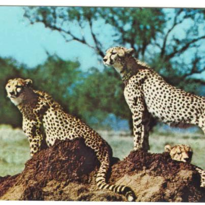 Kruger Nasionale Park