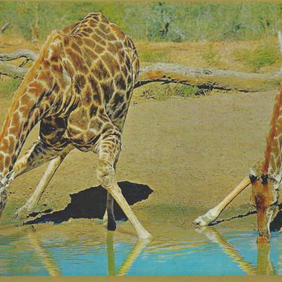 Kruger Wildtuin_Kameelperde