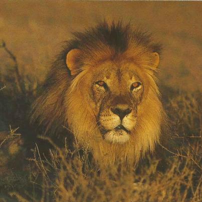 Nasionale Krugerwildtuin