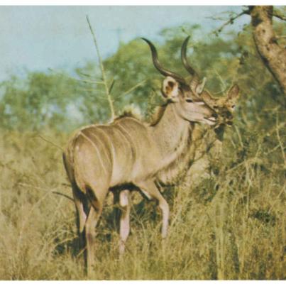Kudu - Bull and Cow