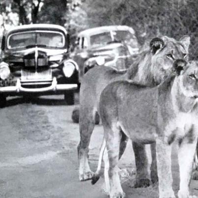 Pride of Lions Kruger National Park