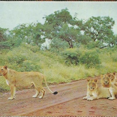 Nasionale Krugerwildtuin, Leeus. (S.A.S. poskaart)