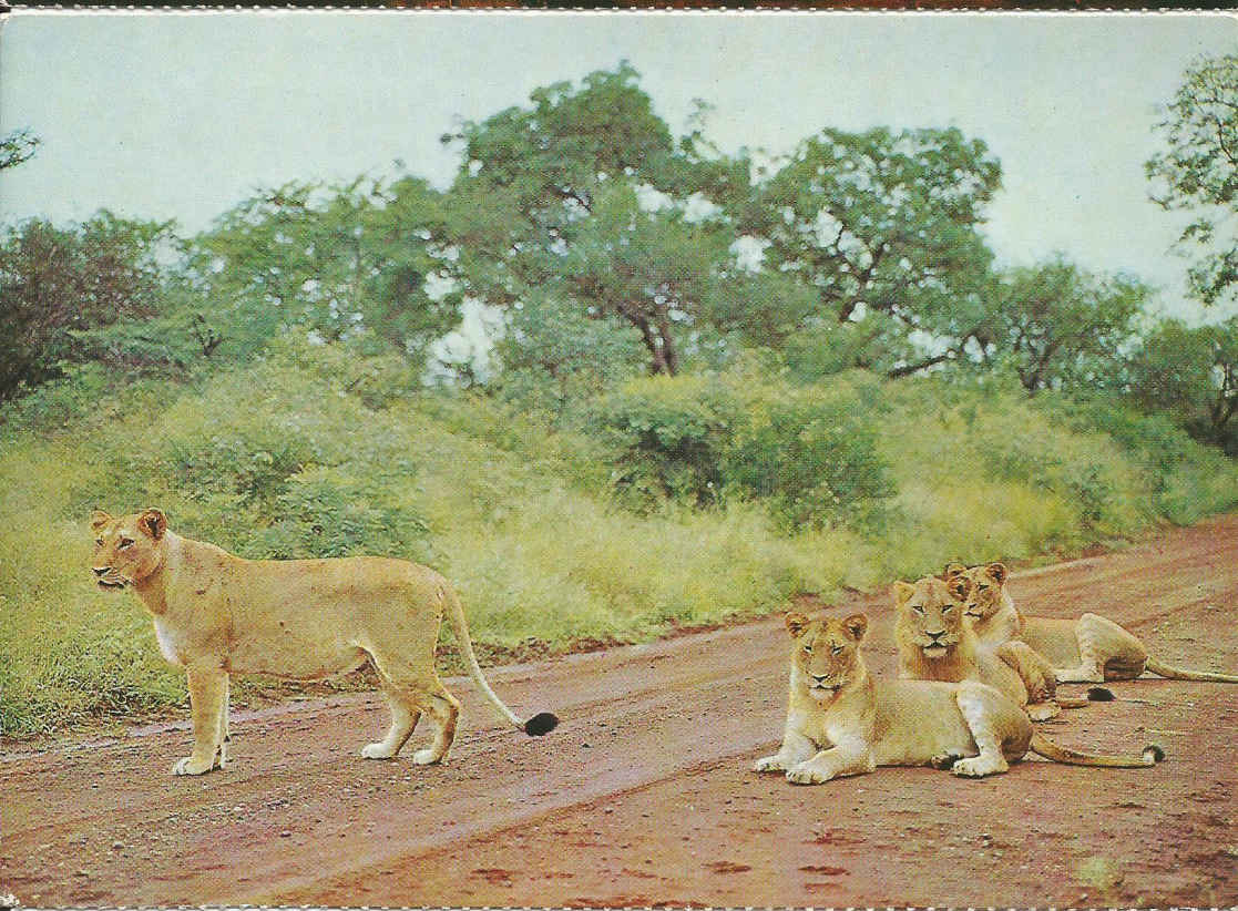 Nasionale Krugerwildtuin, Leeus. (S.A.S. poskaart)