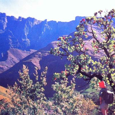 Koninklike Natalse Nasionale Park, Gedeelte van die Amfiteater