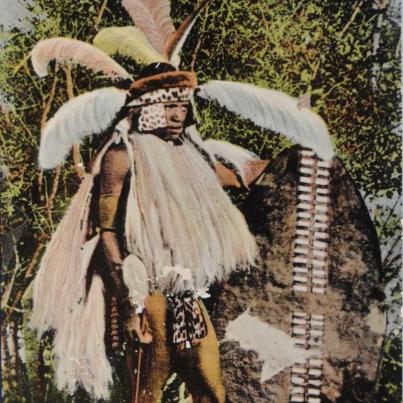 Matabele Worrier, Full Plumage