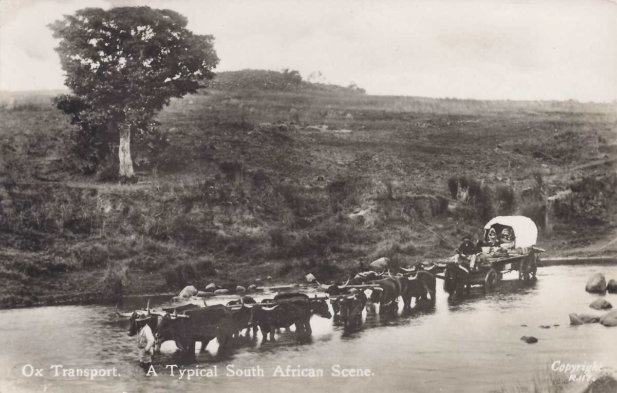 Ox transport. A typical South African scene