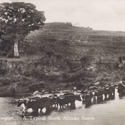 Ox transport. A typical South African scene