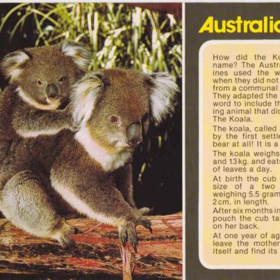 Koalas, Australia