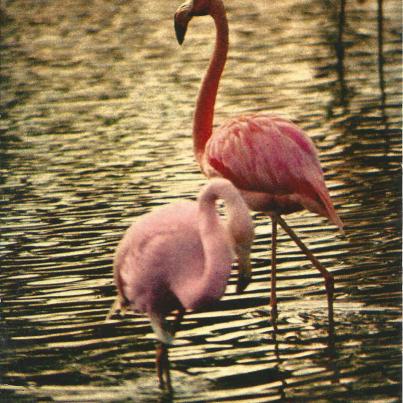 Flamants Roses, Flamingo in France