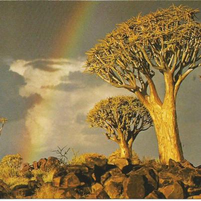 Kokerboom (Aloe Dichotoma) S.W.A.