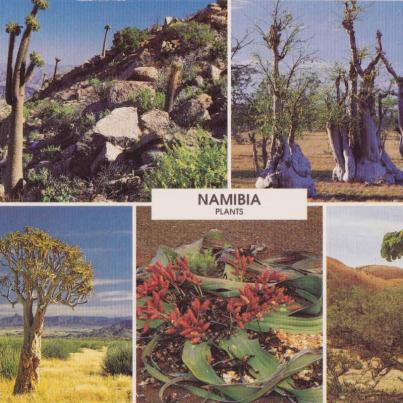 Namibia plants