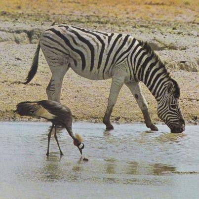 Zebra and Mahem, Etosha Park, Namibia