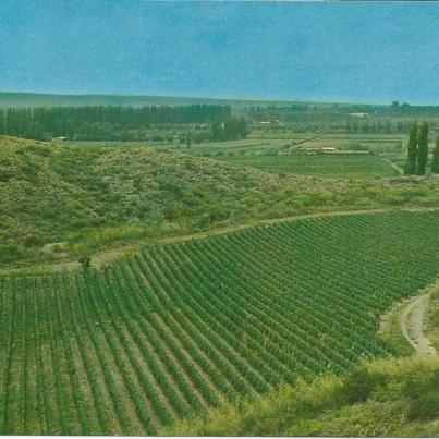 Argentina, Vineyards, Mendoza