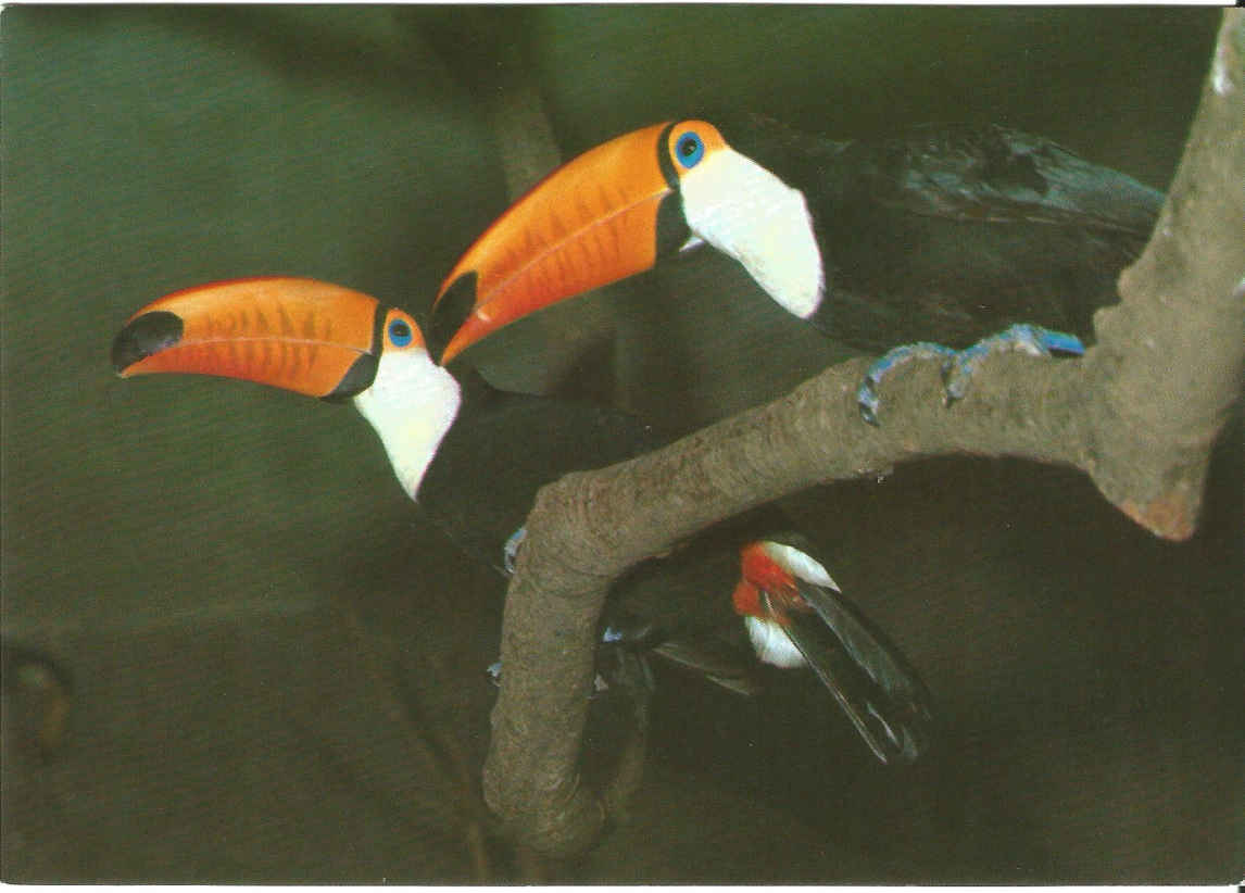 Toucan (Bird) - Birds of the forest.