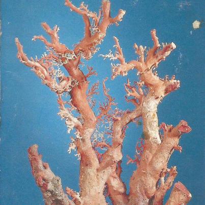 Taiwan_ The World_s Largest Coral_1