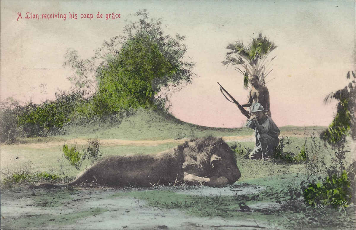 Lion receiving his coup de grace
