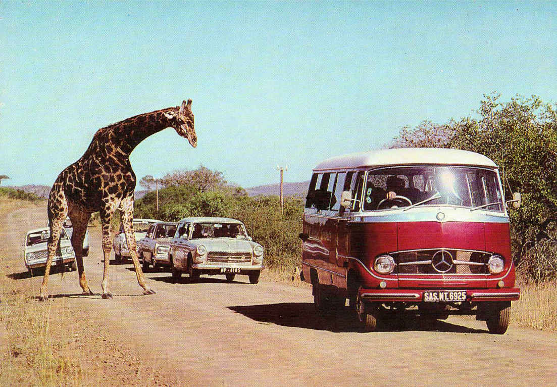 SAS - Giraffe, Hluhluwe Game Reserve